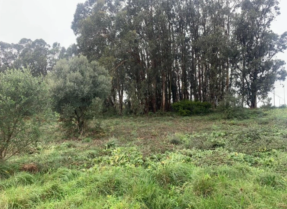 Terreno Agricola ou Rústico para Venda em Santa Maria e São Miguel, São Martinho, São Pedro Penaferrim Foto 7
