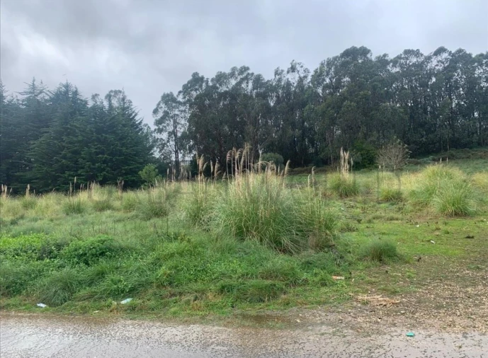 Terreno Agricola ou Rústico para Venda em Santa Maria e São Miguel, São Martinho, São Pedro Penaferrim Foto 2