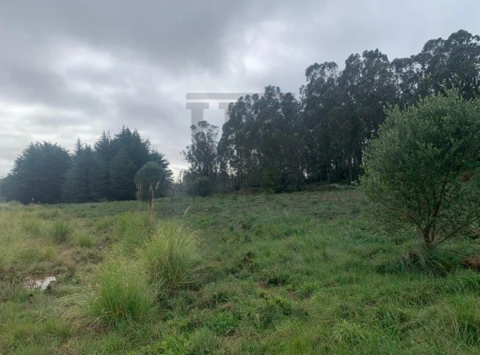 Terreno Agricola ou Rústico para Venda em Santa Maria e São Miguel, São Martinho, São Pedro Penaferrim Foto 5