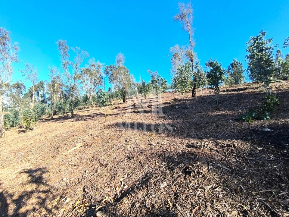 Terreno para Venda em Durrães e Tregosa Foto 7
