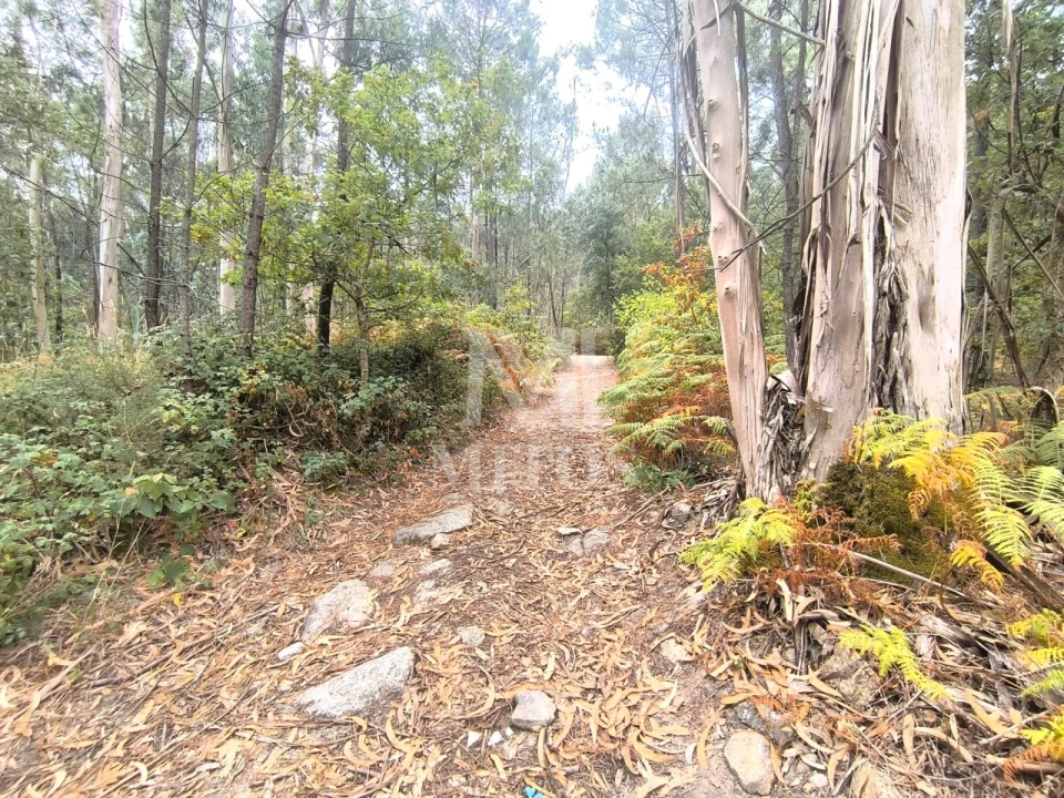 Terreno Agricola ou Rústico para Venda em Quintiães e Aguiar Foto 7
