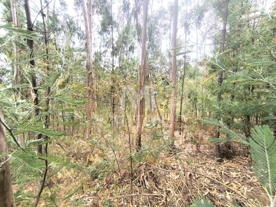 Terreno Agricola ou Rústico para Venda em Quintiães e Aguiar Foto 8