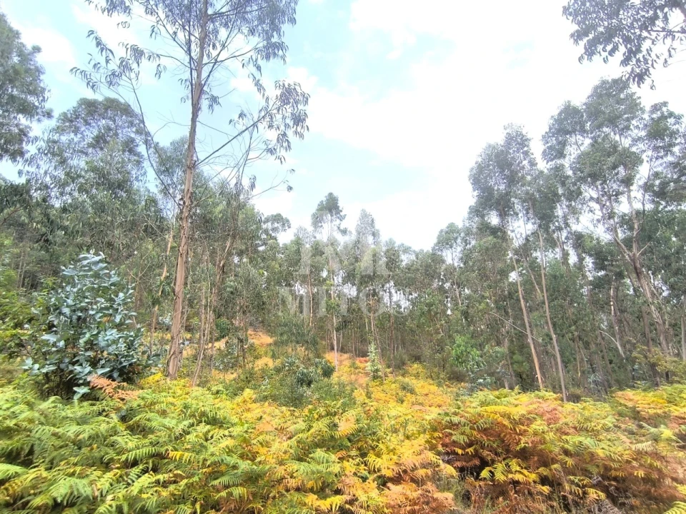 Terreno Agricola ou Rústico para Venda em Quintiães e Aguiar Foto 9
