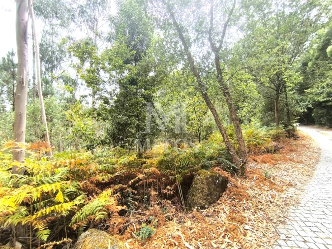 Terreno Agricola ou Rústico para Venda em Quintiães e Aguiar Foto 2