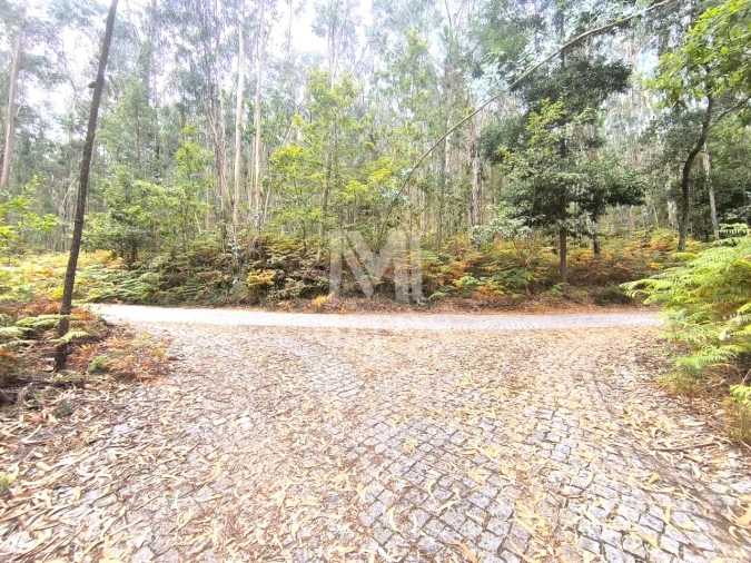 Terreno Agricola ou Rústico para Venda em Quintiães e Aguiar Foto 6