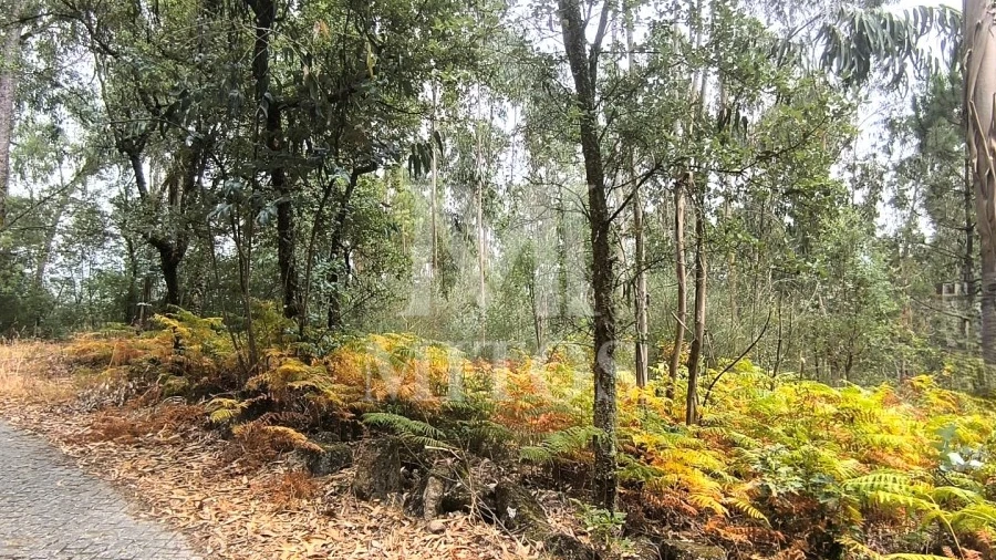 Terreno Agricola ou Rústico para Venda em Quintiães e Aguiar