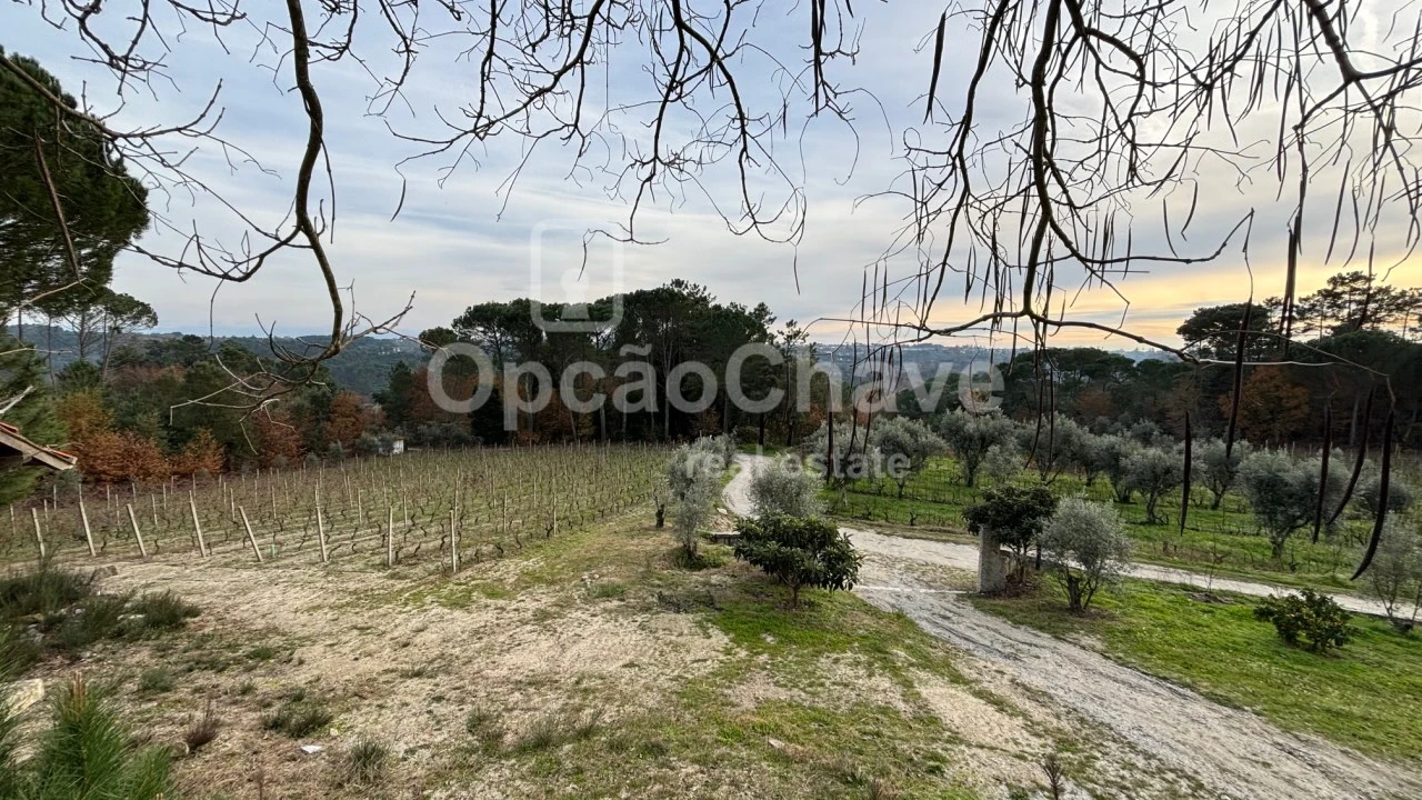 Quinta para Venda em Silgueiros Foto 6