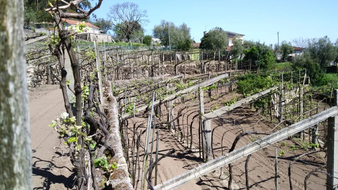 Quinta T4 para Venda em Palmeira de Faro e Curvos Foto 17