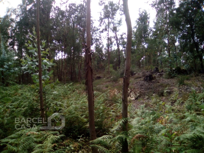 Terreno para Venda em Remelhe Foto 10