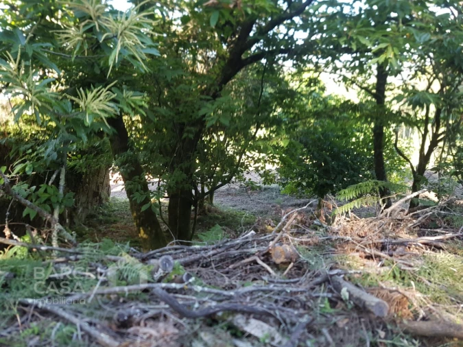 Terreno para Venda em Navió e Vitorino dos Piães Foto 4