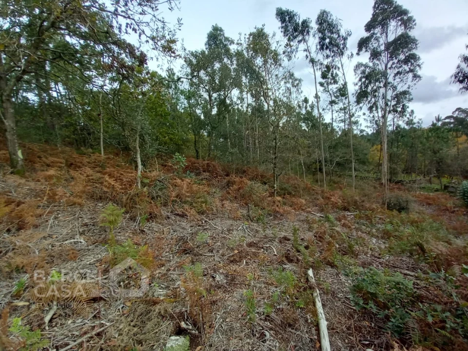 Terreno Agricola ou Rústico para Venda em Perelhal Foto 4