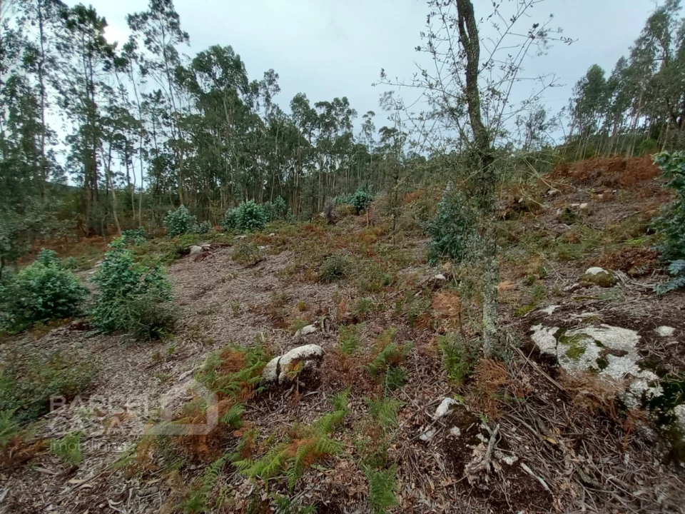 Terreno Agricola ou Rústico para Venda em Perelhal Foto 5