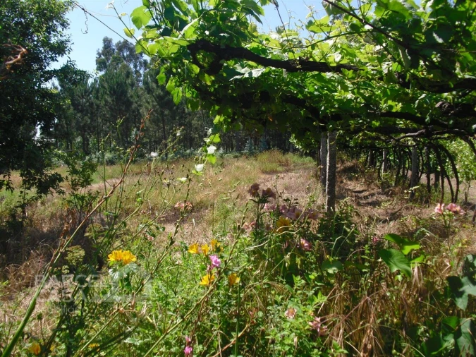 Terreno para Venda em Perelhal Foto 12