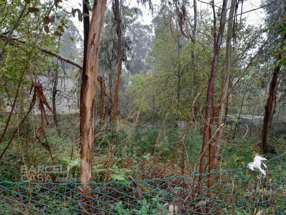 Terreno para Venda em Alvito (São Pedro e São Martinho) e Couto Foto 3