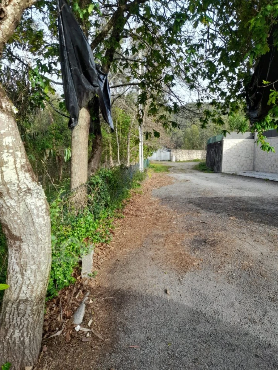 Terreno para Venda em Alvito (São Pedro e São Martinho) e Couto Foto 6