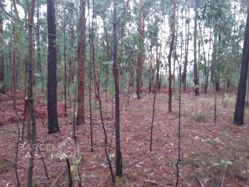 Terreno Agricola ou Rústico para Venda em Remelhe Foto 3