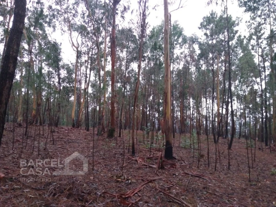 Terreno Agricola ou Rústico para Venda em Remelhe Foto 4
