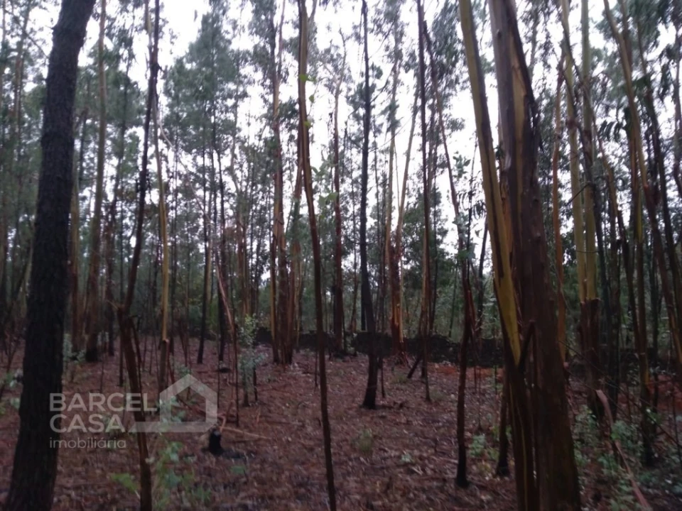 Terreno Agricola ou Rústico para Venda em Remelhe Foto 5