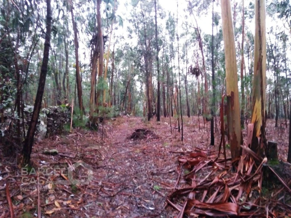 Terreno Agricola ou Rústico para Venda em Remelhe Foto 6