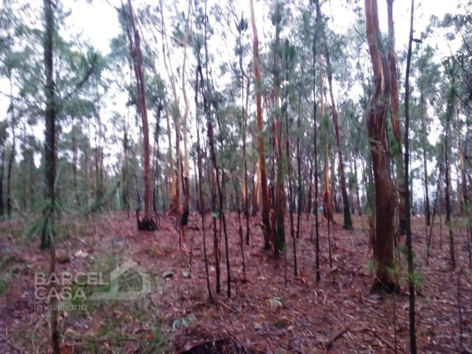 Terreno Agricola ou Rústico para Venda em Remelhe Foto 7