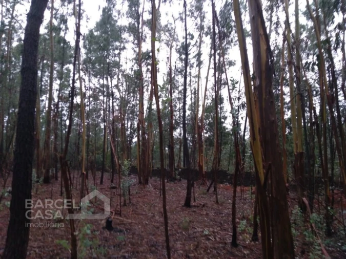 Terreno Agricola ou Rústico para Venda em Remelhe Foto 5