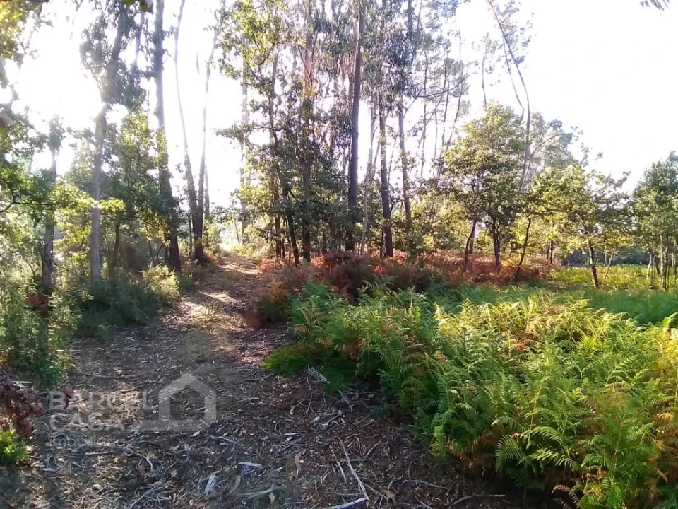 Terreno para Venda em Barcelos, V.Boa, V.Frescainha Foto 2