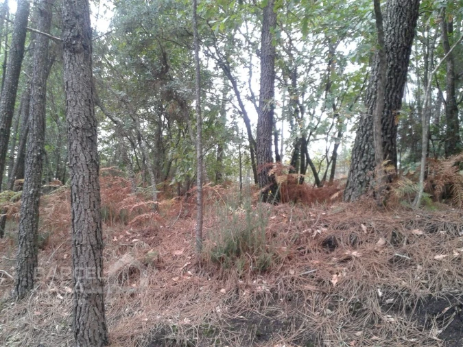 Terreno Agricola ou Rústico para Venda em Creixomil e Mariz Foto 2