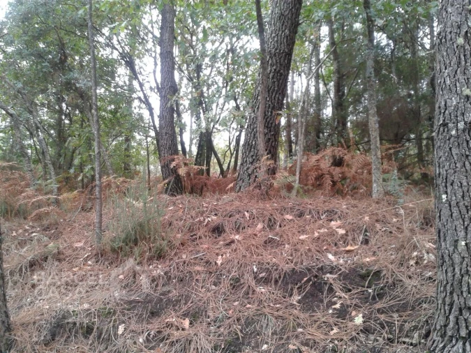 Terreno Agricola ou Rústico para Venda em Creixomil e Mariz Foto 4