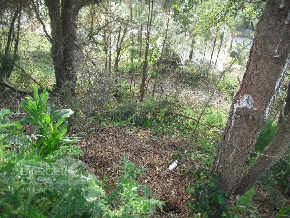 Terreno para Venda em Abade de Neiva Foto 3