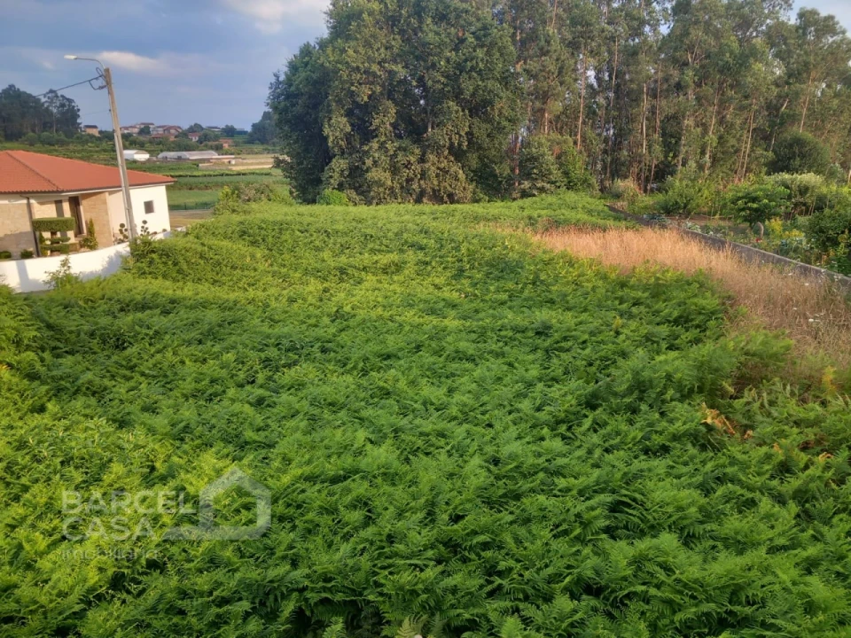 Terreno para Venda em Alvito (São Pedro e São Martinho) e Couto Foto 6
