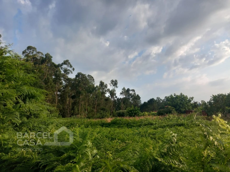Terreno para Venda em Alvito (São Pedro e São Martinho) e Couto Foto 9