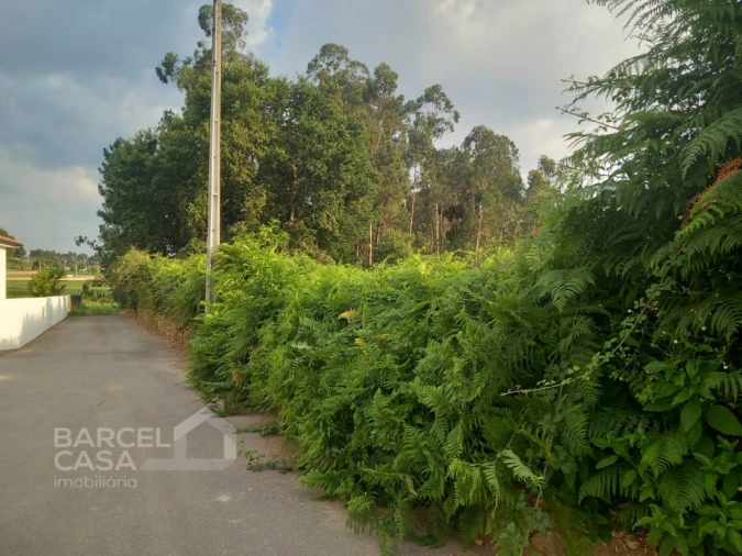 Terreno para Venda em Alvito (São Pedro e São Martinho) e Couto Foto 7
