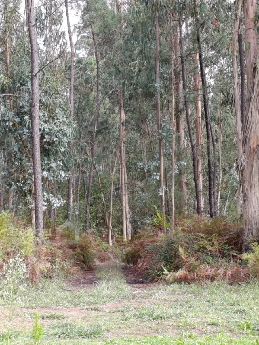 Terreno para Venda em Alheira e Igreja Nova Foto 3