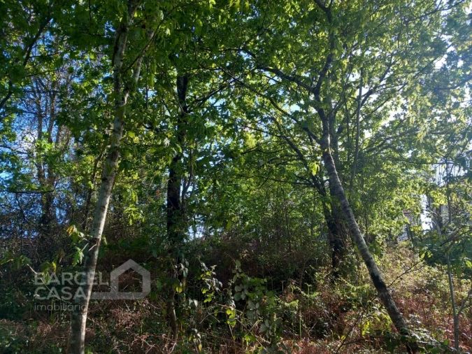 Terreno para Venda em Associação de Freguesias do Vale do Neiva Foto 11