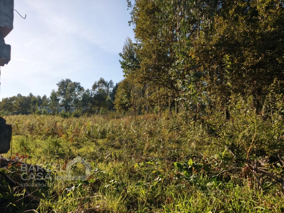Terreno para Venda em Forjães Foto 6