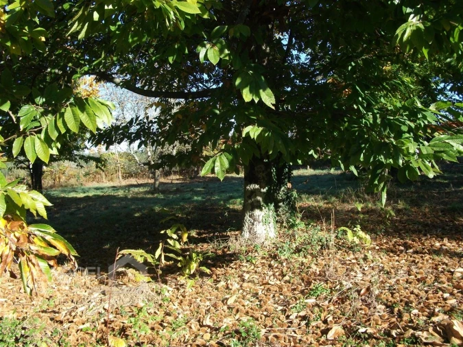 Terreno para Venda em Alheira e Igreja Nova Foto 8