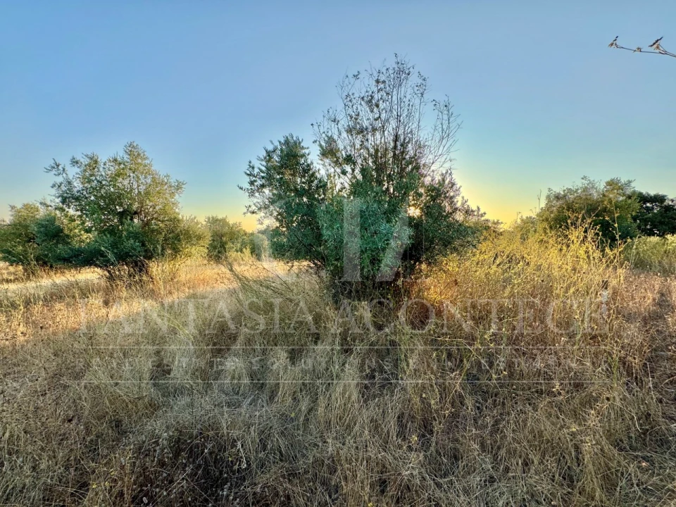 Terreno Misto para Venda em Casa Branca Foto 15