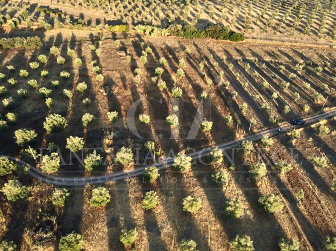 Terreno Misto para Venda em Casa Branca Foto 7