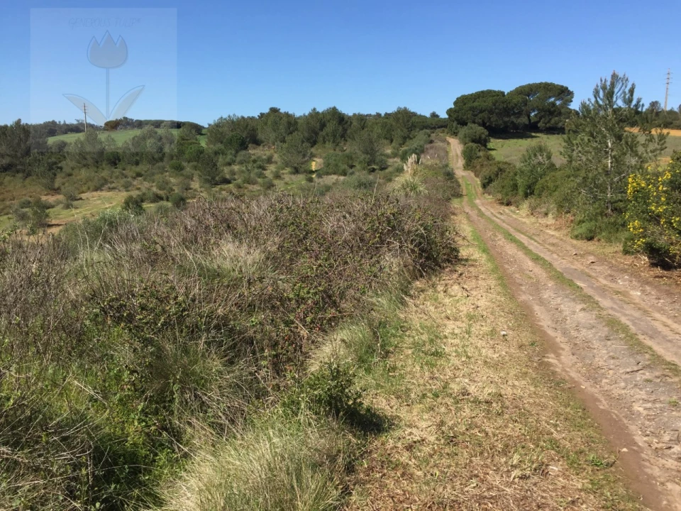 Terreno para Venda em Santa Maria e São Miguel, São Martinho, São Pedro Penaferrim Foto 5