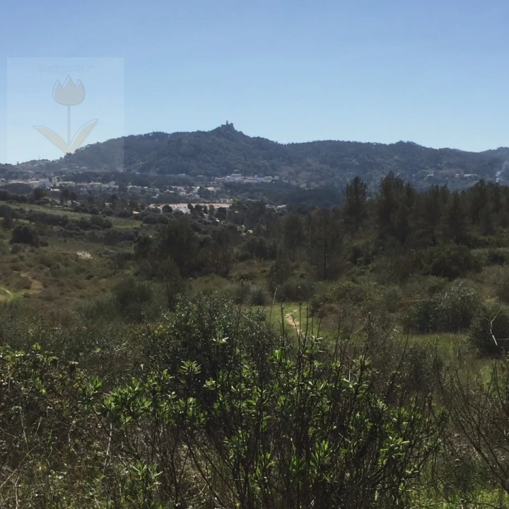 Terreno para Venda em Santa Maria e São Miguel, São Martinho, São Pedro Penaferrim Foto 6