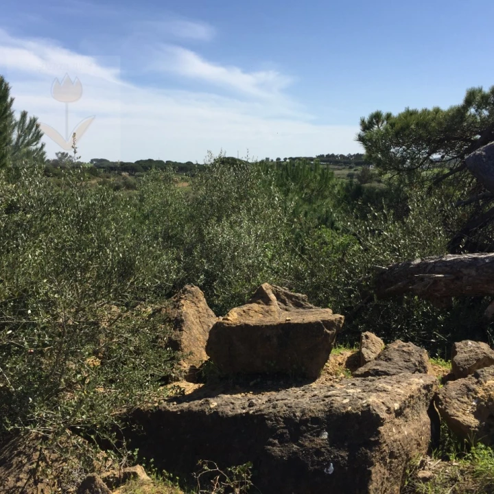 Terreno para Venda em Santa Maria e São Miguel, São Martinho, São Pedro Penaferrim Foto 11