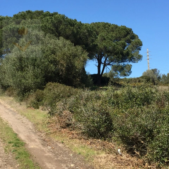Terreno para Venda em Santa Maria e São Miguel, São Martinho, São Pedro Penaferrim Foto 13