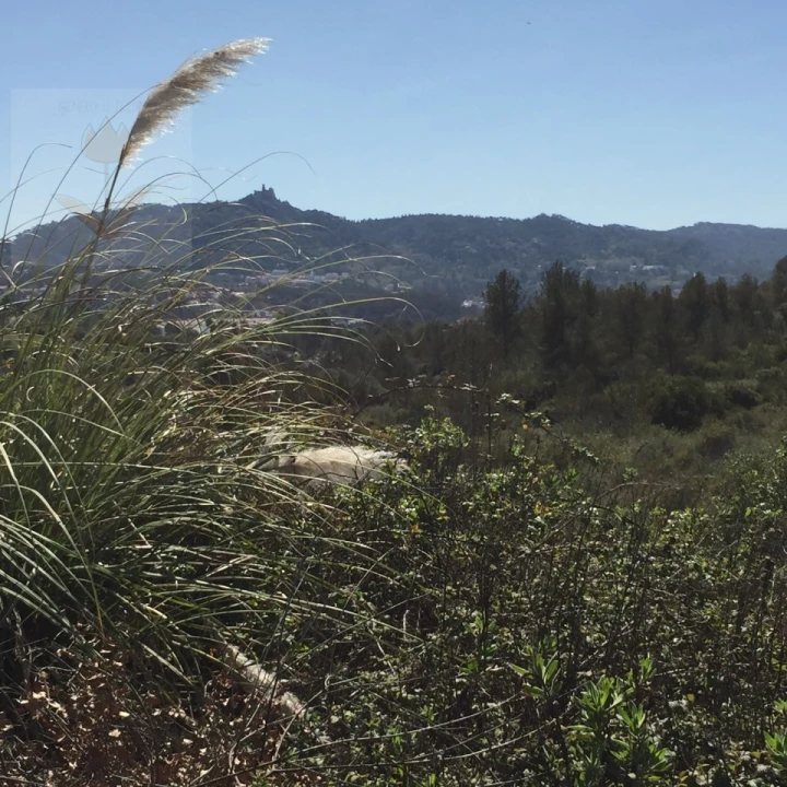 Terreno para Venda em Santa Maria e São Miguel, São Martinho, São Pedro Penaferrim Foto 21