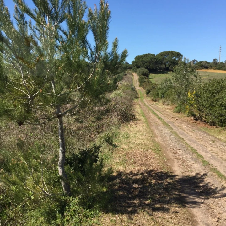 Terreno para Venda em Santa Maria e São Miguel, São Martinho, São Pedro Penaferrim Foto 22