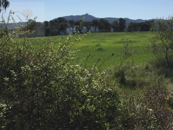 Terreno para Venda em Santa Maria e São Miguel, São Martinho, São Pedro Penaferrim Foto 3