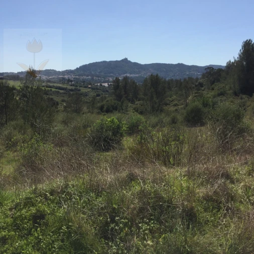 Terreno para Venda em Santa Maria e São Miguel, São Martinho, São Pedro Penaferrim Foto 9