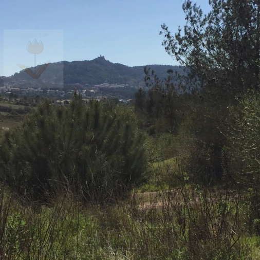 Terreno para Venda em Santa Maria e São Miguel, São Martinho, São Pedro Penaferrim Foto 20