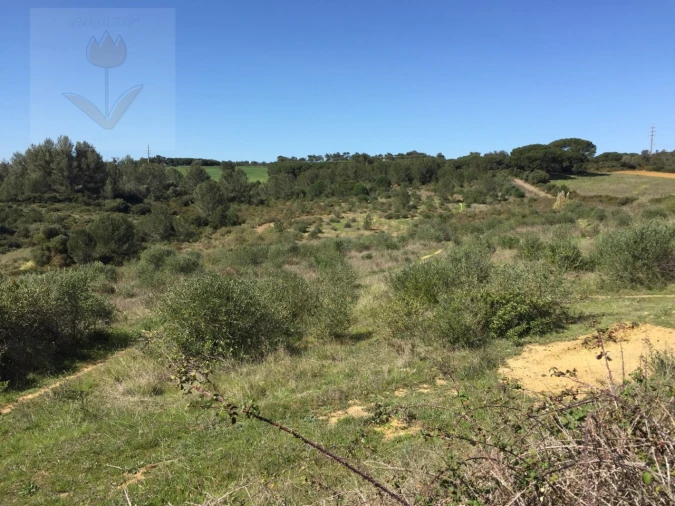 Terreno para Venda em Santa Maria e São Miguel, São Martinho, São Pedro Penaferrim Foto 25