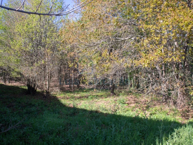 Terreno Comércio / Armazém para Venda em Merelim (São Paio), Panoias e Parada de Tibães Foto 26