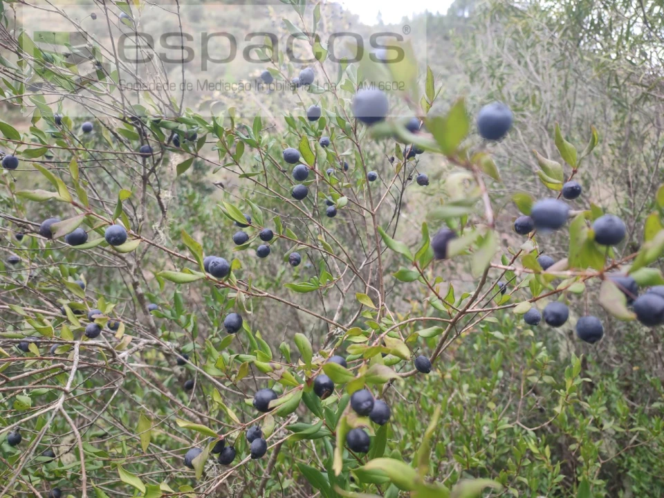 Terreno Agricola ou Rústico para Venda em Sarnadas de Rodão Foto 8